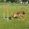 1_2021_hundeplus_mdnadaclong_89832afb-874e-497c-93eb-4ff3c207434b