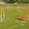 1_2021_hundeplus_mdnadaclong_d043f293-82f2-4dfd-bff4-01081107fba4