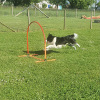 1_2021_hundeplus_mdnadaclong_d70bafab-13f6-4c50-bb33-e7a2a40a42d4
