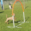 2021_hundeplus_mdnadaclong_037fe059-b56e-494e-b5fb-bfbcd577092f
