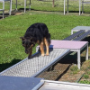 2021_hundeplus_mdnadaclong_12b15fbf-7ad0-4a90-ae9c-81e475a0a9db