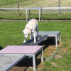 2021_hundeplus_mdnadaclong_2e4bbac1-07cc-4d0d-afe6-68d84979a8f2