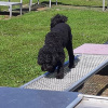 2021_hundeplus_mdnadaclong_4436d0e6-c1f9-4c38-b297-579d372bdf62