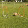 2021_hundeplus_mdnadaclong_5b1c8cfe-368c-449f-9e98-d437c0af64d8