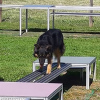 2021_hundeplus_mdnadaclong_625e0dec-8d27-4a83-855e-d71d2a098c6d