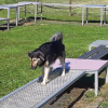 2021_hundeplus_mdnadaclong_75c1a8c6-6881-4067-aa07-1c8ed420a163