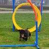 2021_hundeplus_micadog-nadag_1d79a046-f2d5-48c4-a02b-d21ce17ced25