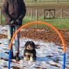 2021_hundeplus_micadog-nadag_41acad29-280a-4a83-b7bf-d91cb54dc34f