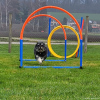 2021_hundeplus_micadog-nadag_d213e0eb-201d-49d8-9a60-4154368eb87b