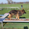 2021_hundeplus_micadog_000b2d89-b6c3-478c-96a6-d3679453872e