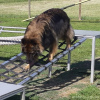 2021_hundeplus_micadog_0e3250b8-dab8-4c55-b7db-ff05800e3091
