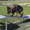 2021_hundeplus_micadog_26454c6c-9bf8-4e79-8c11-7a826f7919d7