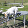 2021_hundeplus_micadog_443ba20b-de78-4775-b282-c2933054a475