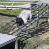 2021_hundeplus_micadog_5a3c3930-fe74-405e-95b0-ca5bb55777ee
