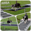 2021_hundeplus_micadog_IMG_5824