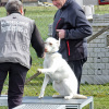2021_hundeplus_micadog_b9a3882d-cde8-4bc7-a634-706ea5291ccf