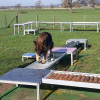 2021_hundeplus_micadog_dabcc2f1-9982-4df8-be9c-4c2cd6239880