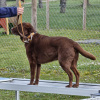 2021_hundeplus_micadog_e84967ba-197c-486b-98e0-1fbad8014ad2