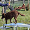 2021_hundeplus_micadog_f8d2fc27-5aa1-48ca-9a1c-852a9eb45d90