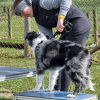 2021_hundeplus_micadog_f9ca3c17-b9f7-4f90-9b95-60b92332b1c9