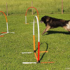 2021_hundeplus_micadognadac_bc64d6f7-2a52-4743-974e-89b54618780f