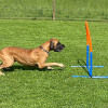 2021_hundeplus_nadac_IMG_6921