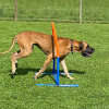 2021_hundeplus_nadac_IMG_6922