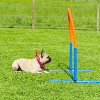 2021_hundeplus_nadac_IMG_6937