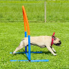 2021_hundeplus_nadac_IMG_6939