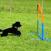2021_hundeplus_nadac_IMG_6945