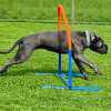2021_hundeplus_nadac_IMG_6952