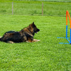 2021_hundeplus_nadac_IMG_6956