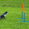 2021_hundeplus_nadac_IMG_6968
