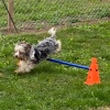 2020_hundeplus_minis_IMG_0835