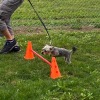 2020_hundeplus_minis_IMG_0836