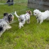 2020_hundeplus_minis_IMG_1101