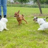 2020_hundeplus_minis_IMG_1315