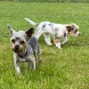 2020_hundeplus_minis_IMG_1324