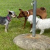 2020_hundeplus_minis_IMG_1326