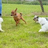 2020_hundeplus_minis_IMG_1333