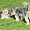 2020_hundeplus_minis_IMG_3753