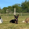 2020_hundeplus_minis_IMG_3875