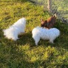 2020_hundeplus_minis_IMG_4358