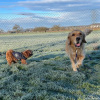 2024_Hundeplus_Minis_5d236574-664e-4ab5-9fc3-7453f8a40336