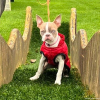 2024_hundeplus_mini_28e6da75-3a01-4aa7-b800-7dddb687bb1e