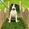 2024_hundeplus_mini_e3404918-e2ce-42ea-b76e-7bf1ef55ca6a