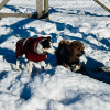 2024_hundeplus_minis_79862a58-b5a4-41c4-bcfa-83a538d50290