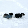 2024_hundeplus_minis_IMG_0800