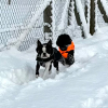 2024_hundeplus_minis_IMG_0810