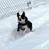 2024_hundeplus_minis_IMG_0813